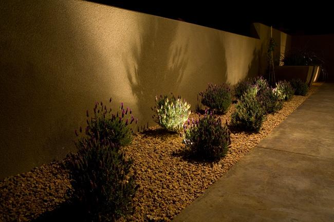 Small shrubs with purple lilacs planted in pebbles in a row along pathway with lighting at night.