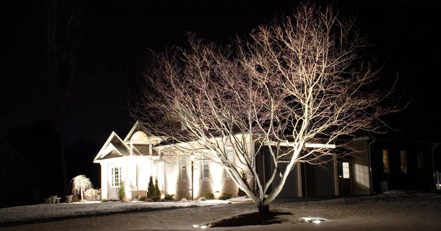 Top 5 Ways to Brighten Your Yard This Winter