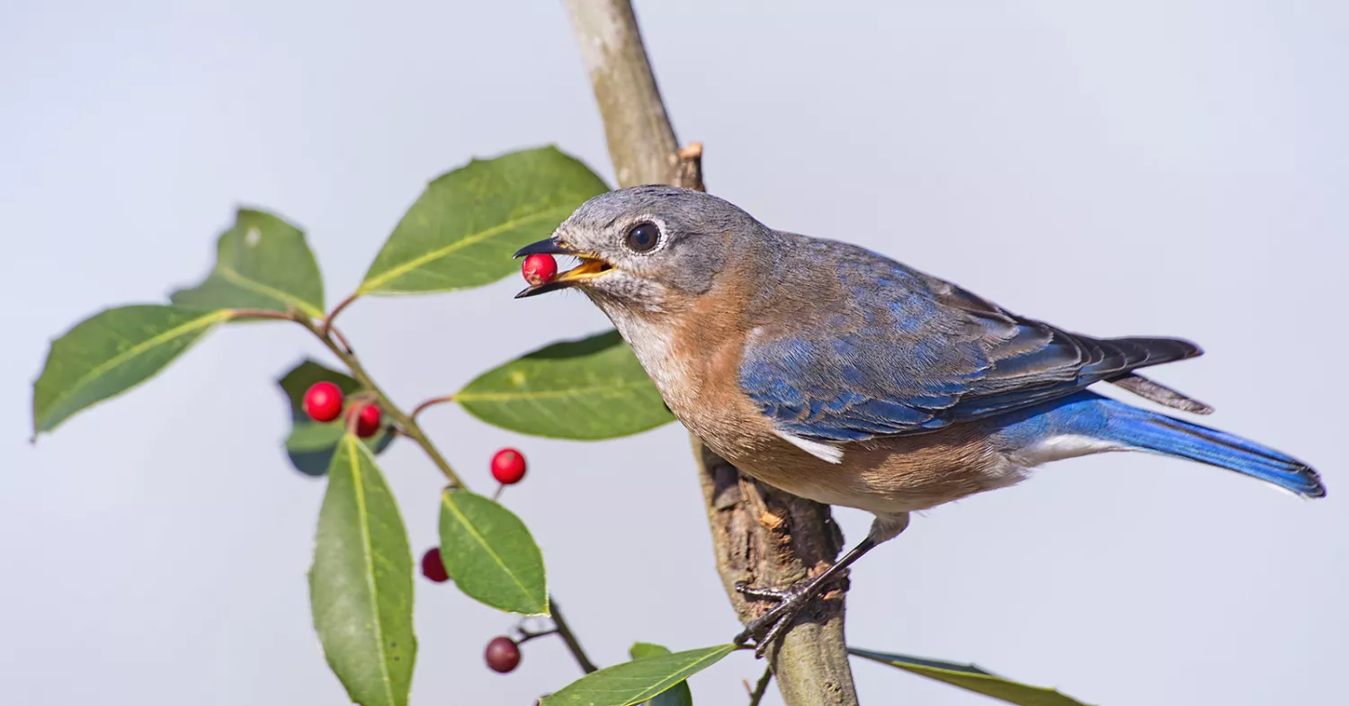 5 Ways to Cheer Up Your Winter Landscape in New York, New Jersey, And Pennsylvania