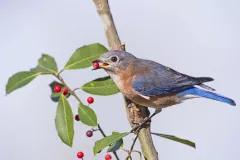 5 Ways to Cheer Up Your Winter Landscape in New York, New Jersey, And Pennsylvania