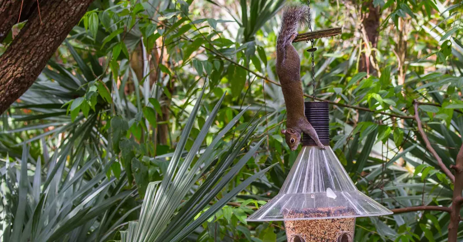 4 Ways to Beautify Florida’s Dull Winter Landscape