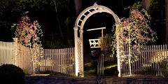 Landscape Lighting Ideas for Trees