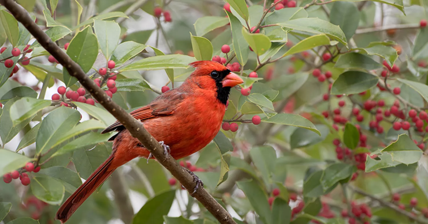 5 Native Plants that will Brighten Your Pennsylvania Winter Landscape