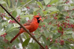 5 Native Plants that will Brighten Your Pennsylvania Winter Landscape