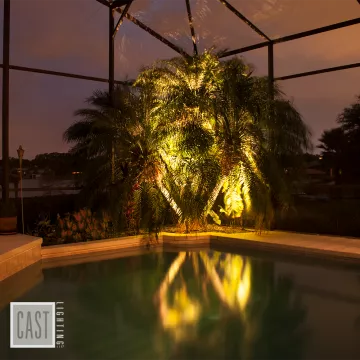 Florida Tropical Tree Near Pool