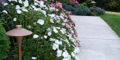 5 Tips to Brighten Your Winter Landscape in the Southwest