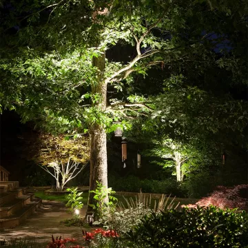 Tree Uplighting