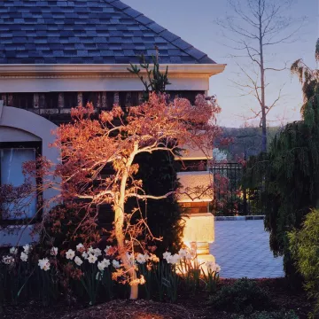 Tree Uplighting for the Home